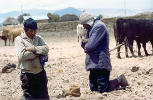 Farmers take a moment to pray beside their cattle on the Altiplano in the Andes Mountains